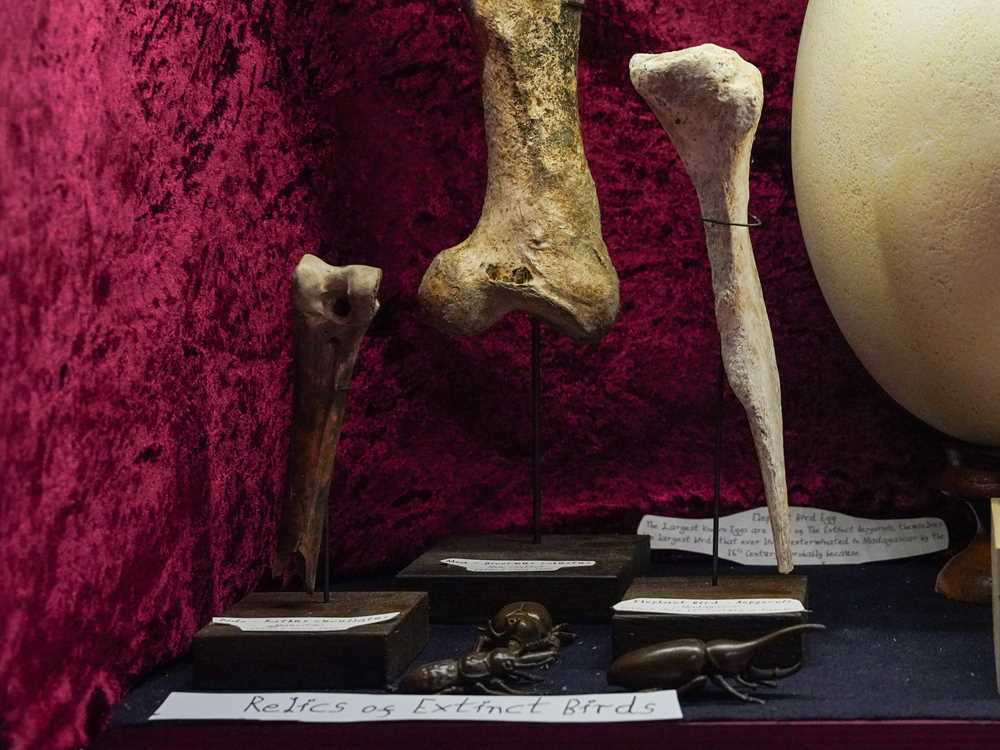 An exceptionally rare dodo bone